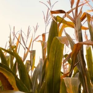 Meet your Posher, Lyssa